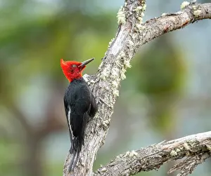 Woodpecker Prints: Magellanic woodpecker (Campephilus magellanicus) male
