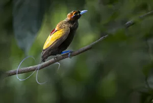 Images Dated 15th September 2016: Magnificent Bird of Paradise (Diphyllodes magnificus) male, Lower montane highlands