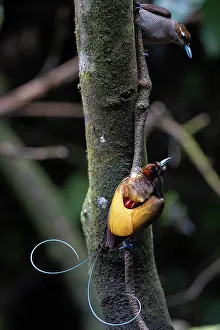 Cicinnurus Magnificus Prints: Magnificent bird of paradise (Diphyllodes magnificus) male