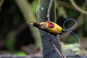 Cicinnurus Magnificus Prints: Magnificent bird of paradise (Diphyllodes magnificus) male
