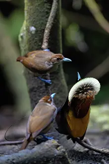 Cicinnurus Magnificus Prints: Magnificent bird of paradise (Diphyllodes magnificus) male displaying to two females
