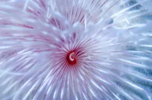 Annelid Prints: Magnificent feather duster worm (Protula magnifica) Puerto Galera, Philippines