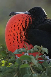 Magnificent Frigate (Fregata magnificens) male displaying by inflating his throat pouch