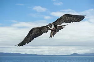 Magnificent frigatebird (Fregata magnificens) in flight over sea between Isabela Island