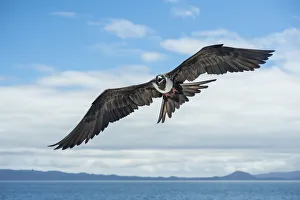 Images Dated 22nd November 2019: Magnificent frigatebird (Fregata magnificens) in flight over sea between Isabela Island