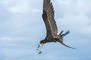 Magnificent frigatebird (Fregata magnificens) in flight