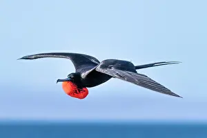 Galapagos Prints: Magnificent frigatebird (Fregata magnificens) male in flight with gular sac inflated