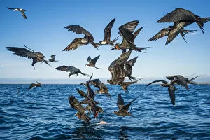 Images Dated 12th June 2020: Magnificent frigatebirds (Fregata magnificens) diving for fish prey, Borrero Bay