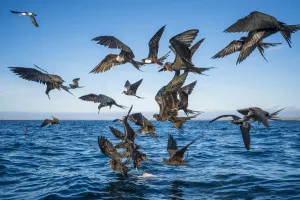 Magnificent frigatebirds (Fregata magnificens) diving for fish prey, Borrero Bay