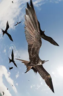 Skies Prints: Magnificent frigatebirds (Fregata magnificens) in low flight ovehead. Espanola Island