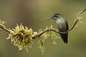 Magnificent hummingbird (Eugenes fulgens) female, Talamanca Range, Talamanca Range-La