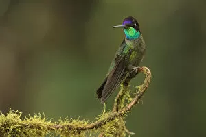 Magnificent hummingbird (Eugenes fulgens) male, Talamanca Range