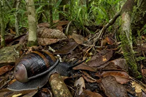 Eupulmonata Prints: Magnificent land-snail (Helicophanta magnifica) Andasibe-Mantadia National Park, Moramanga