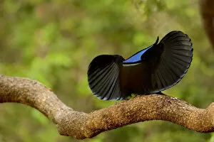 2020 May Highlights Gallery: Magnificent riflebird (Ptiloris magnificus alberti) male