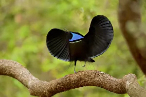 Magnificent riflebird (Ptiloris magnificus alberti) male