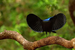 Magnificent riflebird (Ptiloris magnificus alberti) male, courtship display, Piccaninny Plains Sanctuary, Cape York Peninsula, Queensland, Australia
