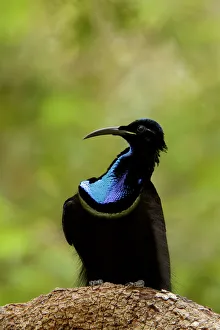 Magnificent riflebird (Ptiloris magnificus alberti) male on display perch