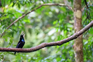 Paradisaeidae Prints: Magnificent riflebird (Ptiloris magnificus) male