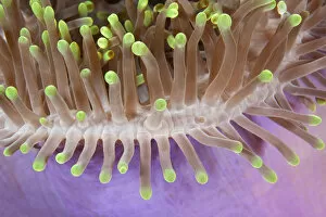 Annelids Gallery: Detail of magnificent Sea anemone (Heteractis magnifica) Maldives, Indian Ocean