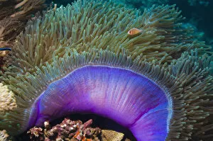 Annelids Gallery: Magnificent sea anemone (Heteractis magnifica) with Anemone fish within tentacles, Indonesia