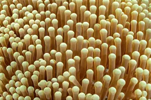 Misool Prints: Magnificent sea anemone (Heteractis magnifica) tentacles detail