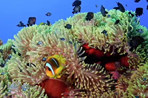 Clownfish Prints: Magnificent sea anemones (Heteractis magnifica) with Three-spot dascyllus (Dascyllus trimaculatus)