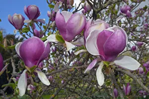 Magnolia Rustica rubra in flower in garden, UK, May