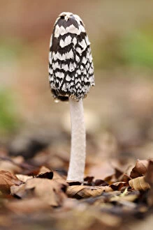 Images Dated 12th February 2009: Magpie Fungus {Coprinus picaceus} in beech wood, Cornwall, UK. November