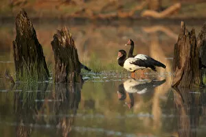 Magpie Goose (Anseranas semipalmata) at sunrise Lotusbird Billabong