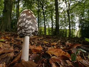Magpie inkcap (Coprinopsis / Coprinus picacea) among leaf litter in dense beech woodland