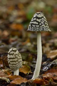 Magpie inkcap (Coprinopsis picacea) uncommon inkcap that usually grows singularly