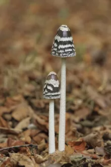 Magpie inkcap (Coprinus picaceus) fungus, Wimborne, Dorset, England, UK, October