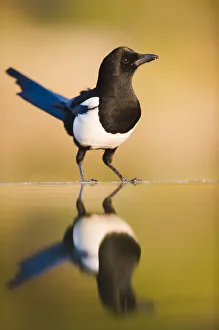 Magpie {Pica pica} coming to drink at a pool, Alicante, Spain