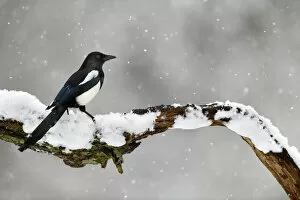 May 2021 Highlights Collection: Magpie (Pica pica) perched on branch in snow, Lorraine, France, January