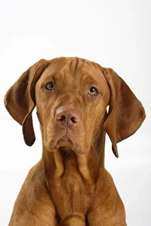 Animal Head Gallery: Magyar Vizsla / Hungarian Pointer, head portrait of smooth coated, tan coloured male