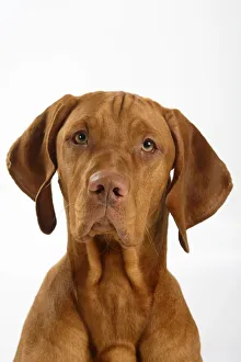 Magyar vizslas sales