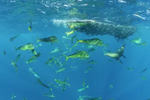 Eared Seal Prints: Mahi-mahi / Common dolphinfish (Coryphaena hippurus) shoal and California sea lion (Zalophus californianus)