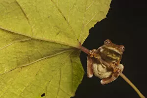 Mahogany treefrog (Tlalocohyla loquax) clasping onto leaf stem, view from below