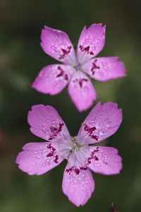 Images Dated 23rd June 2009: Maiden pink (Dianthus deltoids) flowers, Stenje region, Galicica National Park, Macedonia