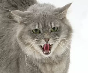 Animal Teeth Gallery: Maine Coon female cat, Serafin, in fierce defensive posture