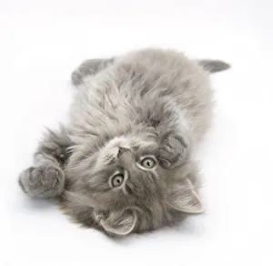Silver Colour Prints: Maine Coon kitten, 8 weeks, lying on its back, looking up in a playful manner