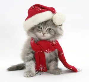Images Dated 21st July 2008: Maine Coon kitten wearing a Father Christmas hat and scarf