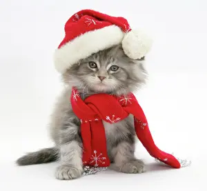 Maine Coon kitten wearing a Father Christmas hat and scarf