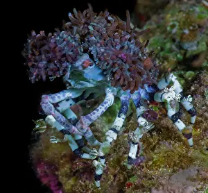 Crab Prints: Majid decorator crab (Cyclocoeloma tuberculata) covering itself with stinging Cnidarians (Corallimorpharia)
