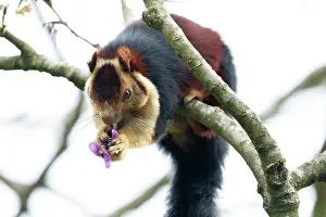 Endemic Prints: Malabar giant squirrel (Ratufa indica maxima) sitting on branch feeding on a flower
