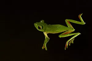 Yashpal Rathore Gallery: Malabar gliding frog (Rhacophorus malabaricus), male floating on water. Coorg, Karnataka, India