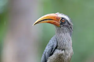 Bucerotiformes Prints: Malabar grey hornbill (Ocyceros griseus) male