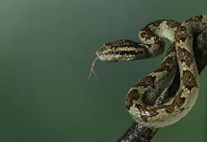 Malabar pit viper (Trimeresurus malabaricus), green colour morph. Agumbe, Karnataka, Western Ghats