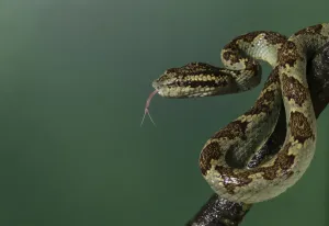 Asian Pitvipers Gallery: Malabar pit viper (Trimeresurus malabaricus), green colour morph. Agumbe, Karnataka, Western Ghats