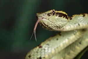 Asian Pitvipers Gallery: Malabar pit viper (Trimeresurus malabaricus), green colour morph. Agumbe, Karnataka